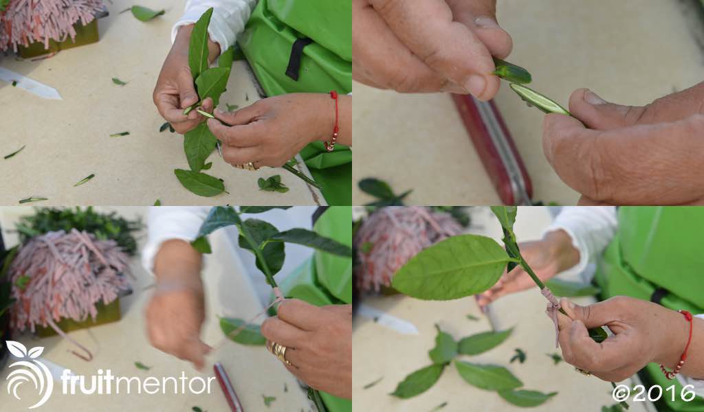Whip grafting a citrus scion to a rootstock cutting