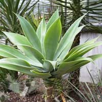agave-plant-1