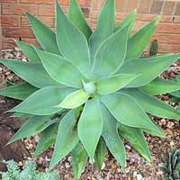 agave-plant-2