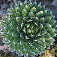 agave-plant-3