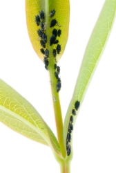 aphids, get rid of aphids, aphids on plant