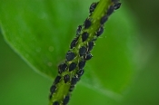 aphids on houseplant leaves, picture of aphids, aphids, get rid of aphids