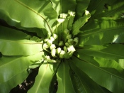 birds nest fern