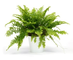 boston fern, common house plants, types of ferns
