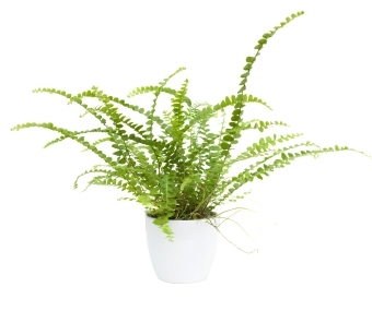 button fern, types of ferns, caring for button fern