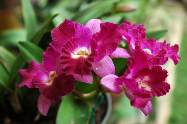 cattleya orchids, pink orchids, pink flowers, caring for orchids