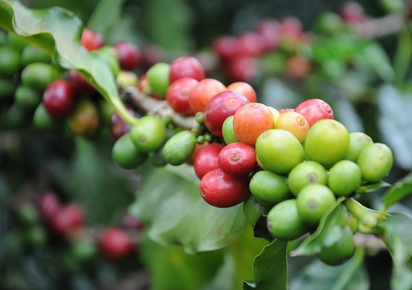 coffee plant, coffee beans, growing coffee