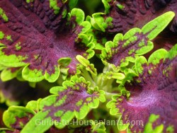 coleus plant, coleus blumei