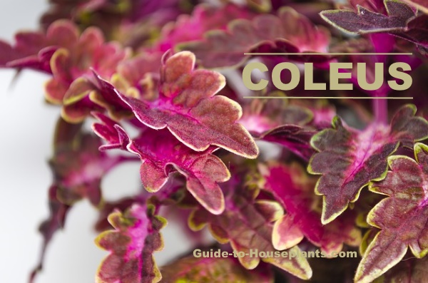 coleus plant, coleus blumei