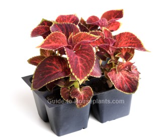 coleus plant, coleus, coleus blumei