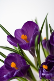 crocus, crocus bulbs, crocus flowers, forcing crocus