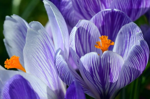 crocus, growing crocus indoors, forcing crocus