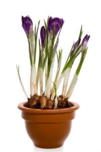 crocus, crocus bulbs, crocus flowers, forcing crocus, growing crocus indoors