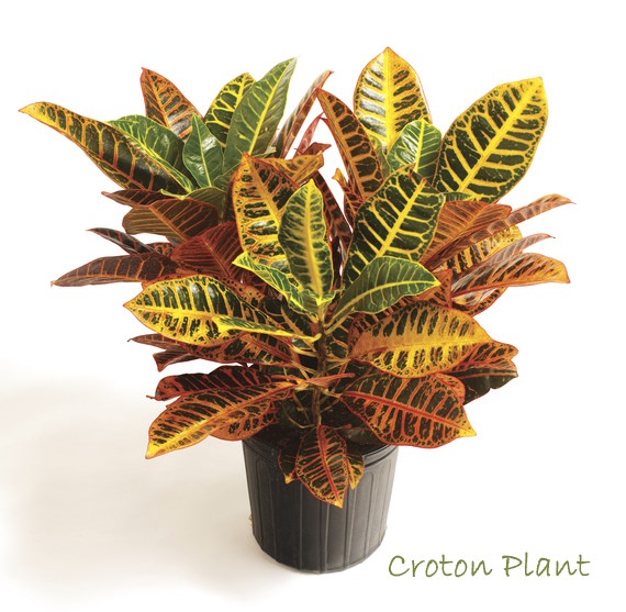 croton plants, codiaeum variegatum, crotons