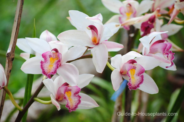 cymbidium orchids, caring for orchids