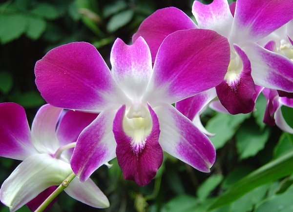 dendrobium orchids, caring for orchids