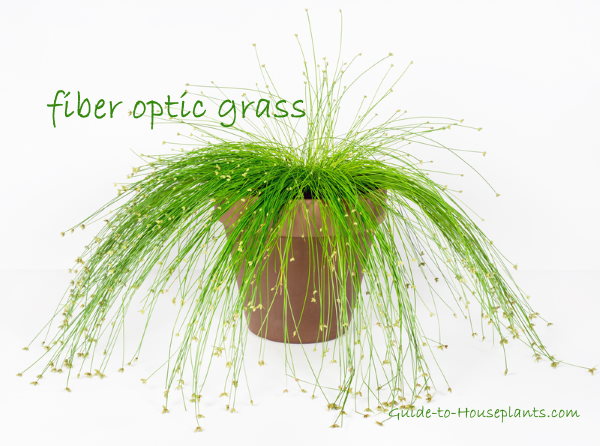 fiber optic grass, Isolepis cernua, ornamental sedge