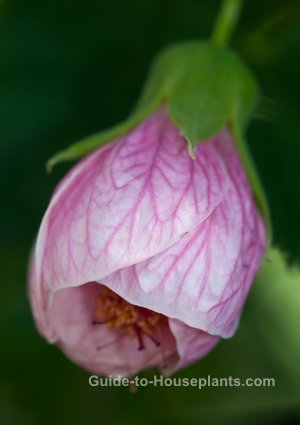 flowering maple, flowering maple plants, chinese lantern plants, abutilon