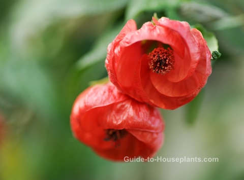 flowering maple, flowering maple plants, chinese lantern plants, abutilon hybridum