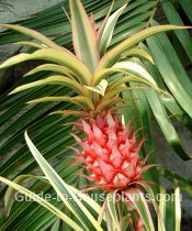 pineapple plant, growing pineapple plants, pineapple plant care, variegated pineapple