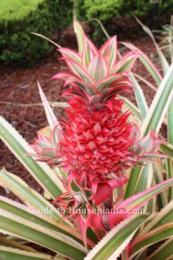 growing pineapple plants, starting a pineapple plant, pineapple plants, pineapple plant care, variegated pineapple