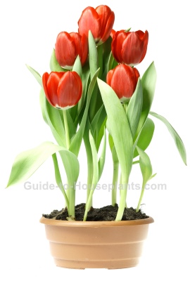 growing tulips, forcing tulip bulbs, potted tulips, how to force tulips