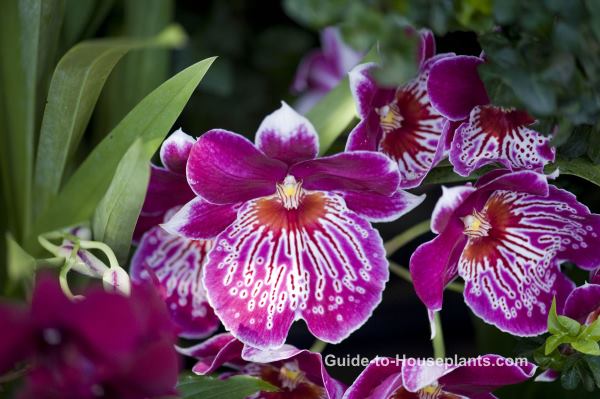 pansy orchid, orchid care tips, indoor orchid care, miltoniopsis orchid