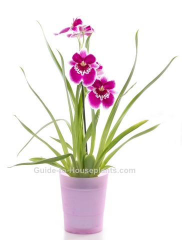 miltoniopsis orchids, pansy orchid, indoor orchid care, orchid houseplant