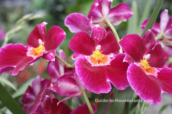 miltoniopsis orchids, fragrant orchid, pansy orchids