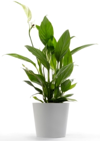 peace lily, spatheflower, spathiphyllum, flowering house plant