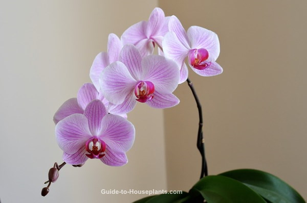 phalaenopsis orchids, caring for orchids