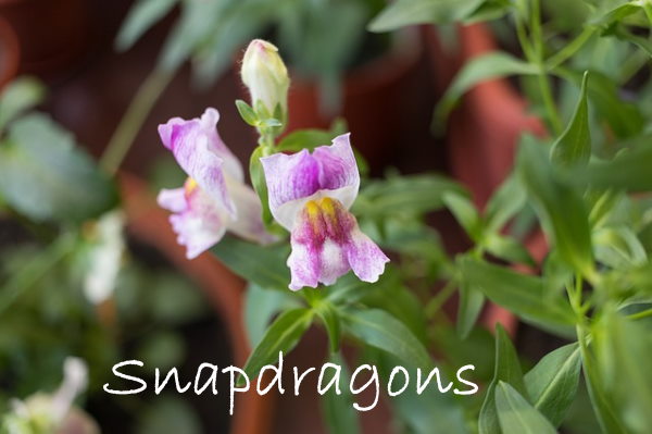 snapdragons, snapdragon flowers