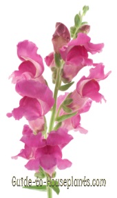 snapdragon, snapdragon flowers