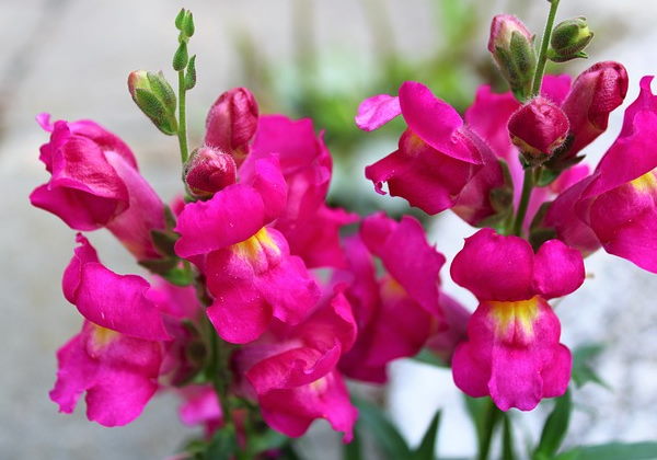 snapdragon flowers, pink flowers