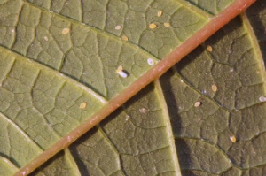 whitefly, whiteflies