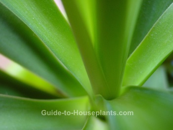yucca plant, yucca houseplant, yucca leaves