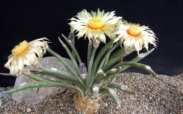Самые уникальные в мире кактусы (фото и названия)