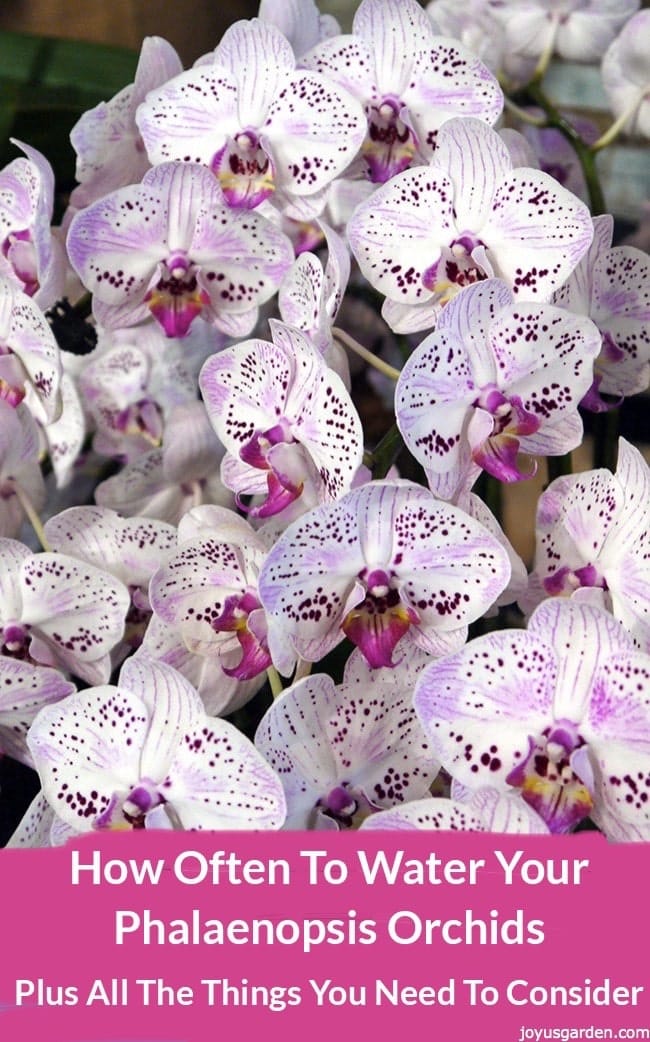 Closeup of lots of orchids blooms, the color of the flower is withe with purple dots. There