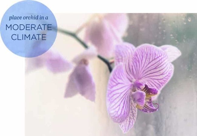 Closeup of pink orchid with graphic saying: place orchid in moderate climate