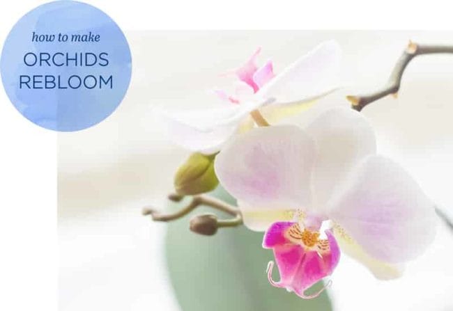 Closeup of white orchid blooms, graphic says: How to Rebloom Orchids 