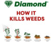 Diamond Horse Tail Total Weed Control 1L Thumbnail 3 Diamond Horse Tail Total Weed Control 1L Thumbnail 3