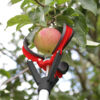 Darlac Telescopic Fruit Grabber Thumbnail 2