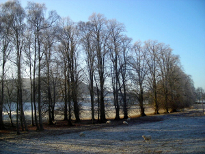High Trees Horsforth - Our Guide To Tree Trimming High Trees Horsforth - Our Guide To Tree Trimming
