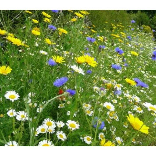 Wildflower 80/20 Meadow & Flower Mix  1kg