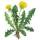 Weed Control