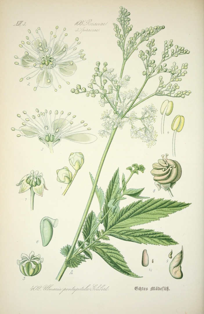 Ботаническая иллюстрация из книги О. В. Томе Flora von Deutschland, Österreich und der Schweiz, 1885