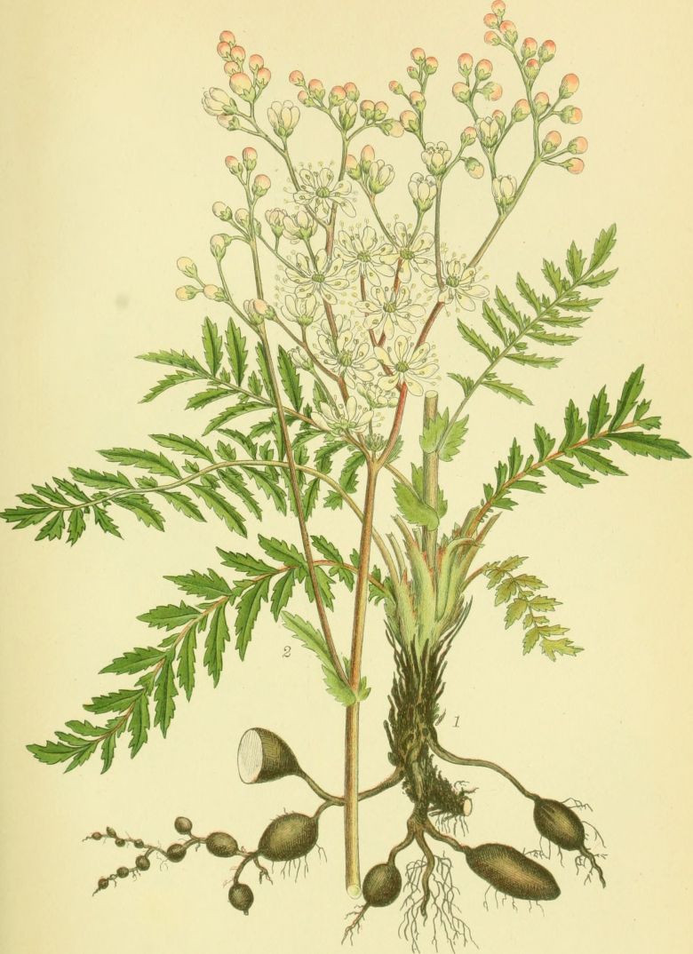 Billeder af nordens flora - filipendula hexapetala gilib. Ботаническая иллюстрация.