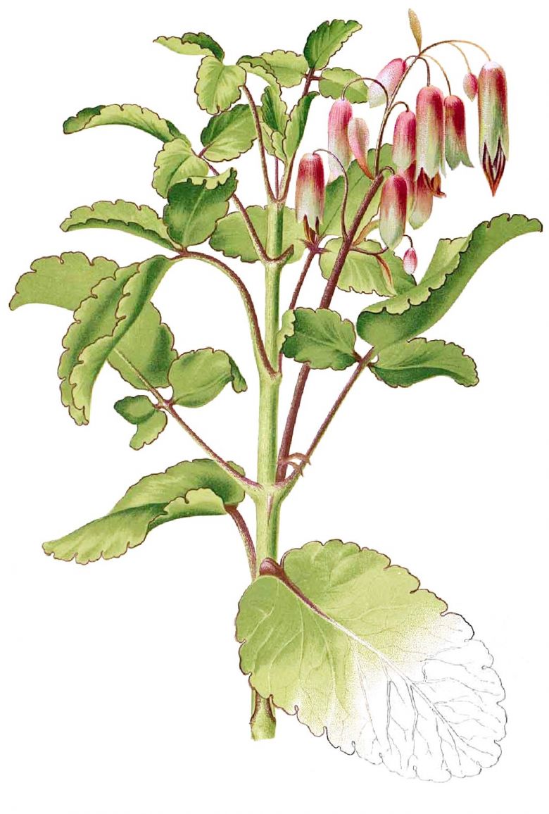 Kalanchoe pinnata. Flora de Filipinas, 1880—1883