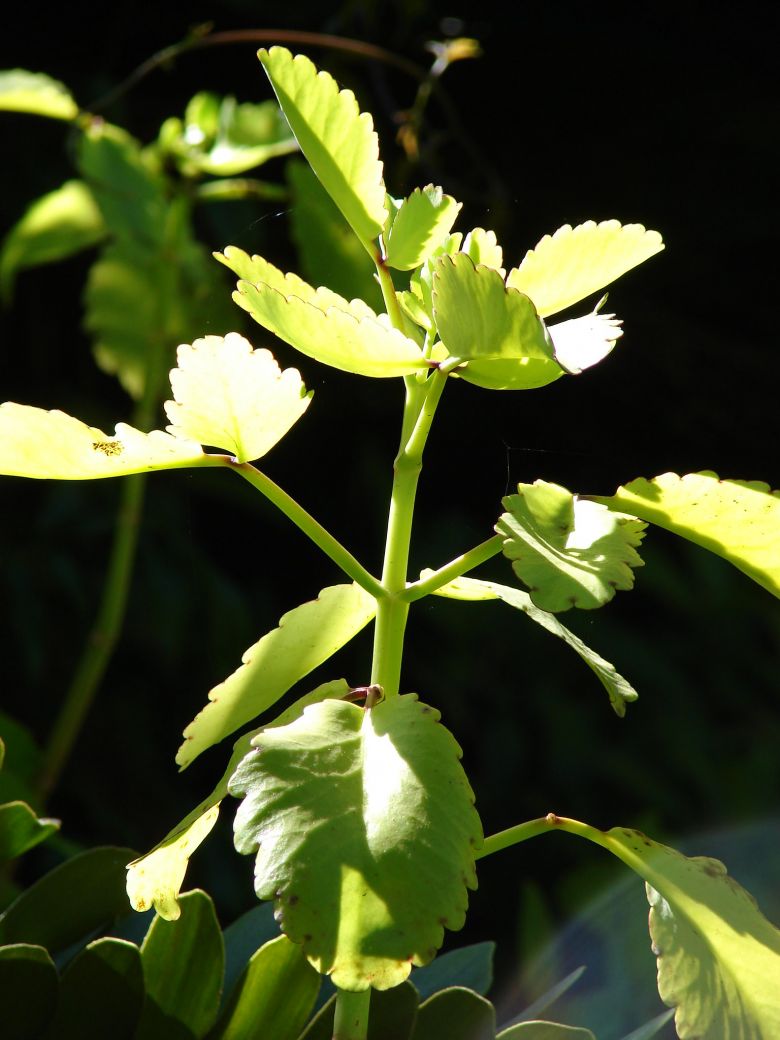 Kalanchoe pinnata (Lam.) Pers. (семейство Crassulaceae) Каланхоэ перистое