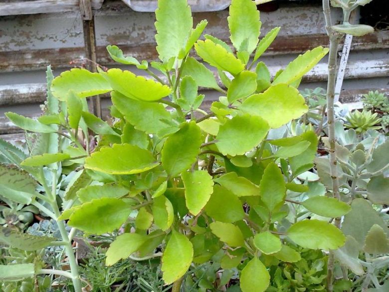 Kalanchoe pinnata (Lam.) Pers. (семейство Crassulaceae) Каланхоэ перистое